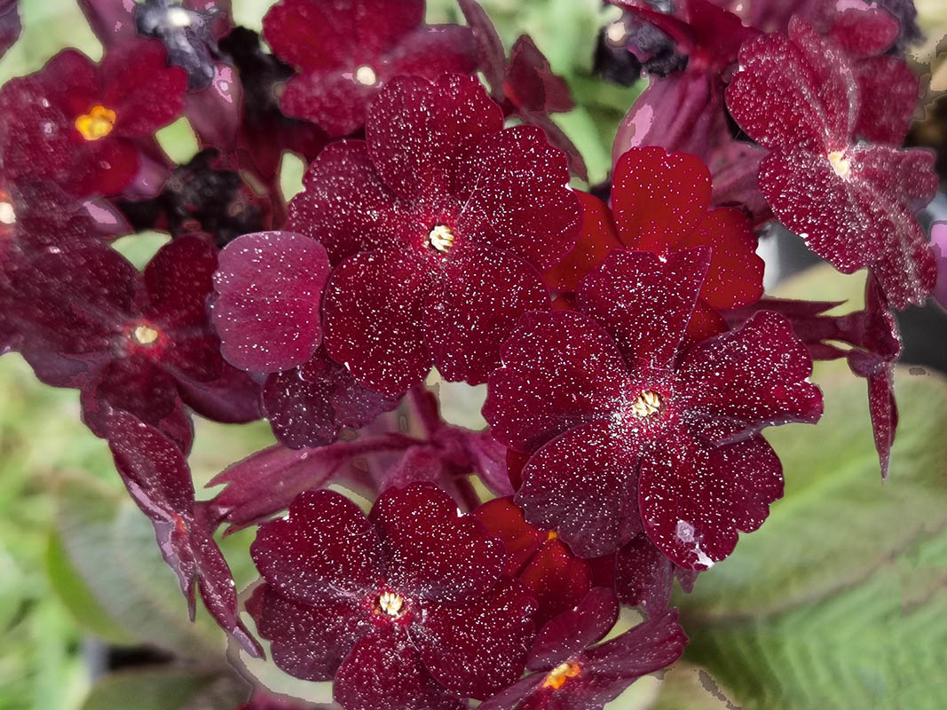 Primula x juliae 'Fireflies'